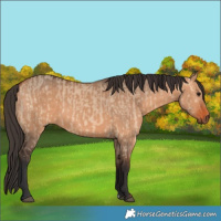 Horse Color:Bay Dun  and Bay Dun 