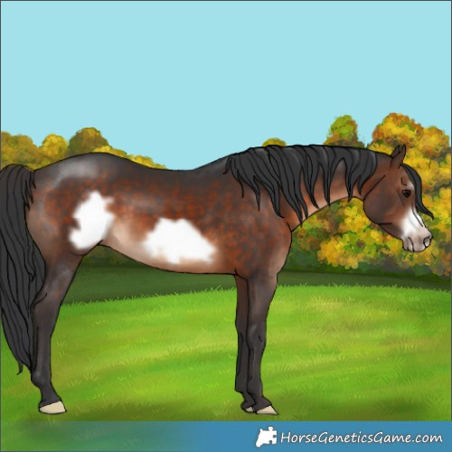 Horse Color:Brown Frame 