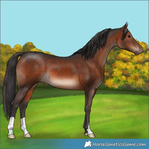 Horse Color:Brown Mushroom 
