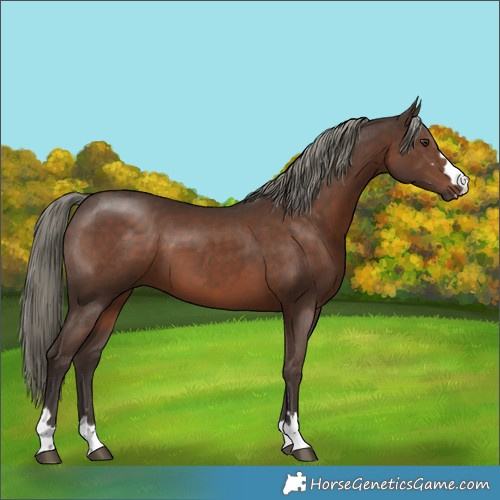 Horse Color:Liver Chestnut Mushroom 