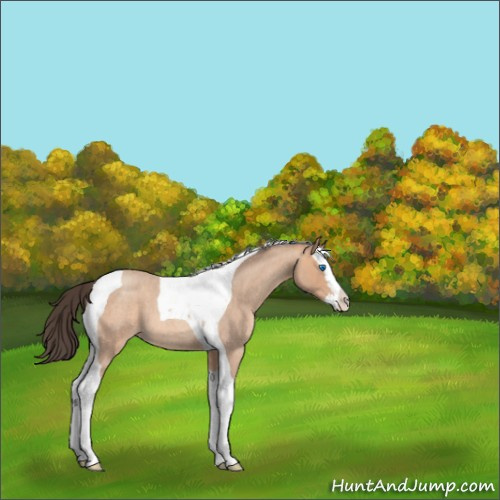 Horse Color:Amber Champagne Roan Splash Tobiano 