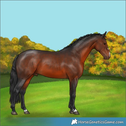 Horse Color:Brown 