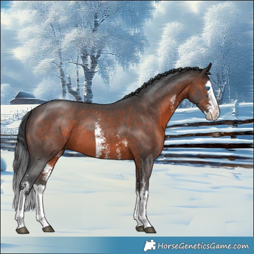 Horse Color:Brown Sabino Splash 