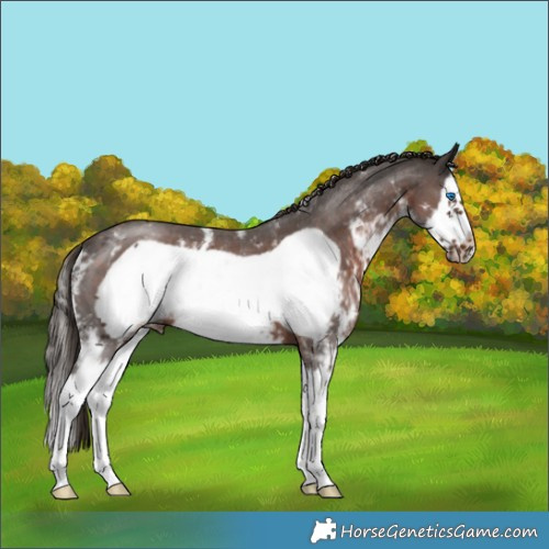 Horse Color:Liver Chestnut Sabino Splash Frame 