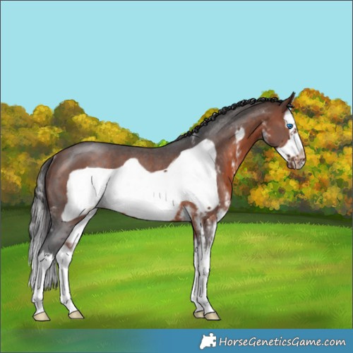 Horse Color:Bay Sabino Splash Frame Rabicano 