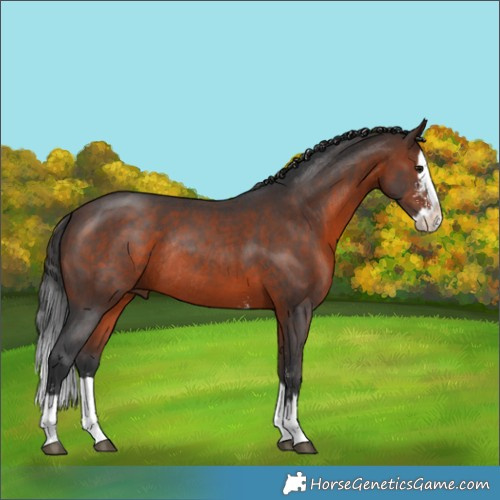 Horse Color:Brown Sabino Splash Rabicano 