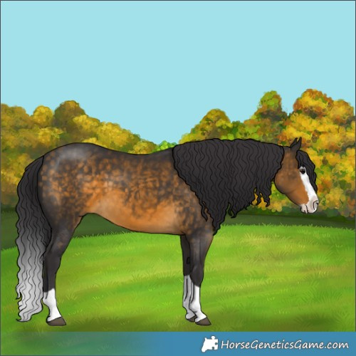Horse Color:Buckskin Splash 