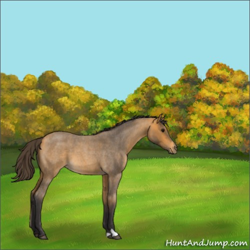 Horse Color:Buckskin Roan