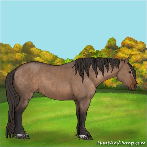Horse Color:Bay Dun  and Liver Red Dun 