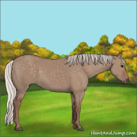 Horse Color:Silver Grullo 