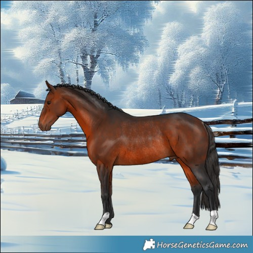 Horse Color:Bay Rabicano 