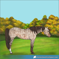 Horse Color:Brown Dun  and Amber Champagne Dun 