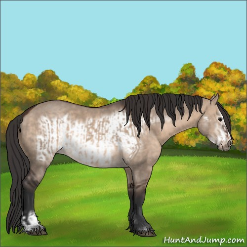 Horse Color:Brown Dun  and Brown Dun Frame 