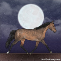 Horse Color:Brown Dun and Brown Dun