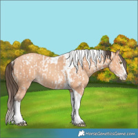 Horse Color:Amber Champagne Splash Tobiano Appaloosa  and Amber Champagne Splash Tobiano 