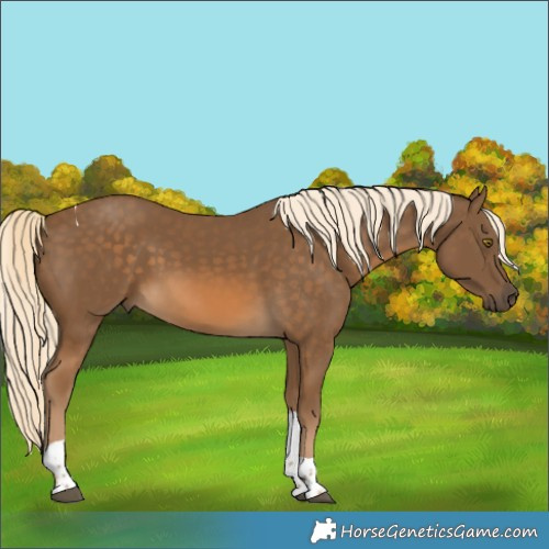 Horse Color:Chocolate Palomino Tobiano 