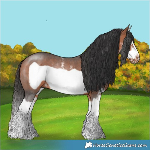 Horse Color:Bay Sabino Splash Frame Rabicano 