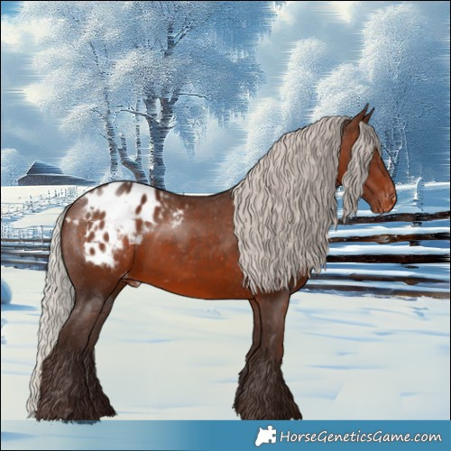 Horse Color:Silver Brown Appaloosa 