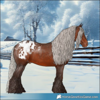 Horse Color:Silver Brown Appaloosa 