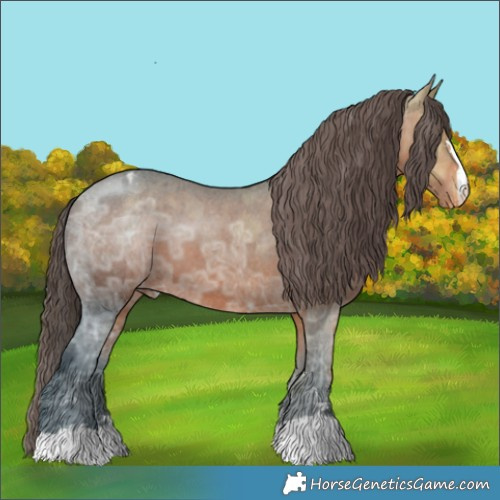 Horse Color:Brown Ice Appaloosa 