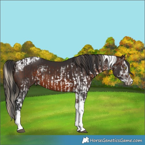 Horse Color:White Spotted Liver Chestnut  and Brown Splash Tobiano 