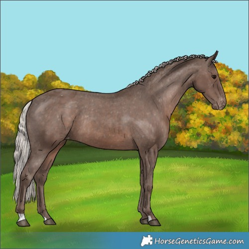 Horse Color:Silver Black Appaloosa Rabicano 