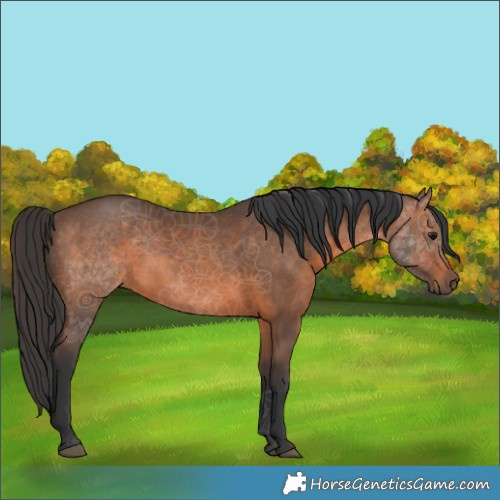 Horse Color:Brown 
