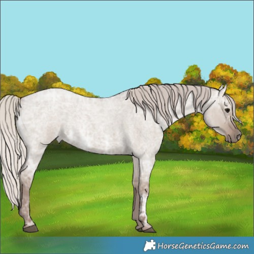 Horse Color:Silver Grullo Ice Roan 