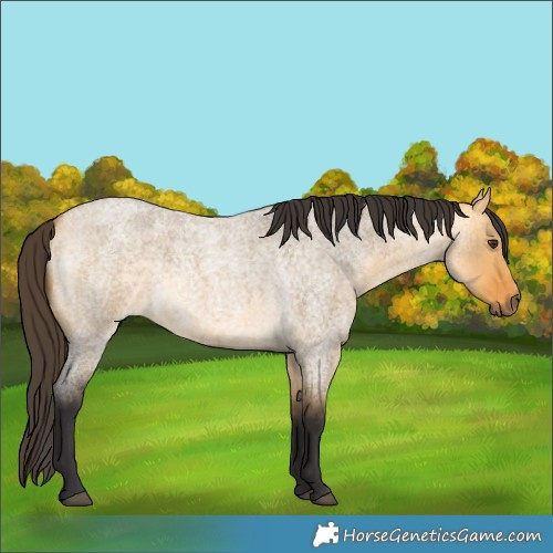 Horse Color:Buckskin Roan Dun  and Buckskin Roan Dun 