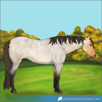 Horse Color:Buckskin Roan Dun and Buckskin Roan Dun