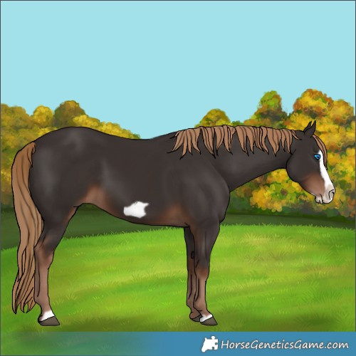 Horse Color:Liver Chestnut Frame 