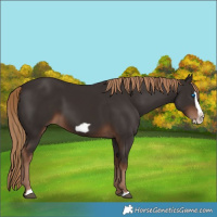 Horse Color:Liver Chestnut Frame 