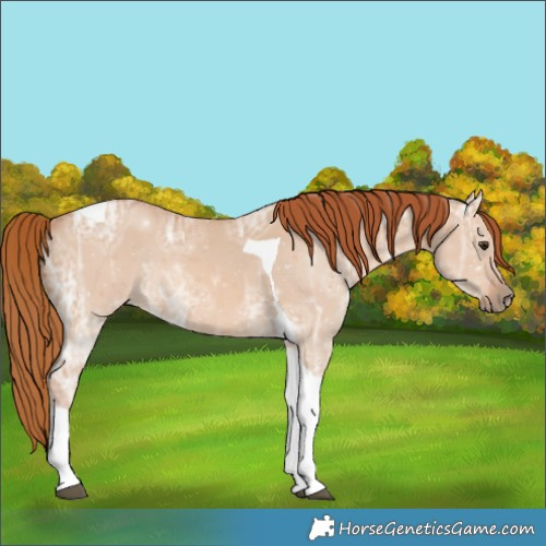 Horse Color:Red Dun Ice Tobiano