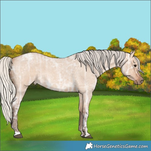 Horse Color:Silver Bay Ice Roan Dun 