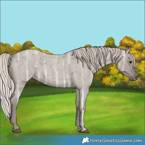 Horse Color:Silver Grullo Ice Roan 