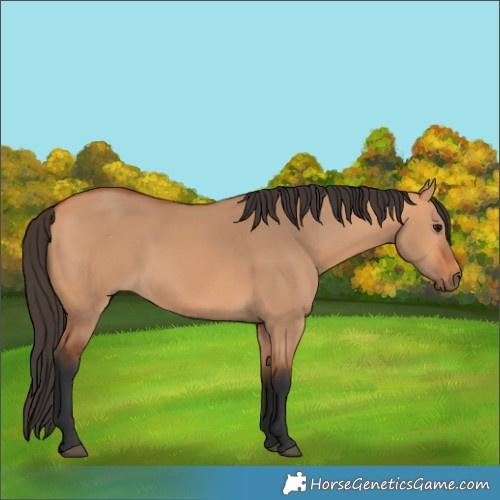 Horse Color:Bay Dun 
