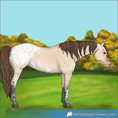 Horse Color:Bay Ice Dun Appaloosa 
