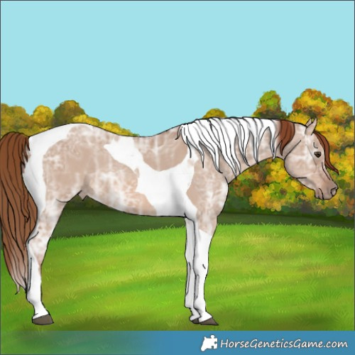 Horse Color:Red Dun Ice Tobiano 