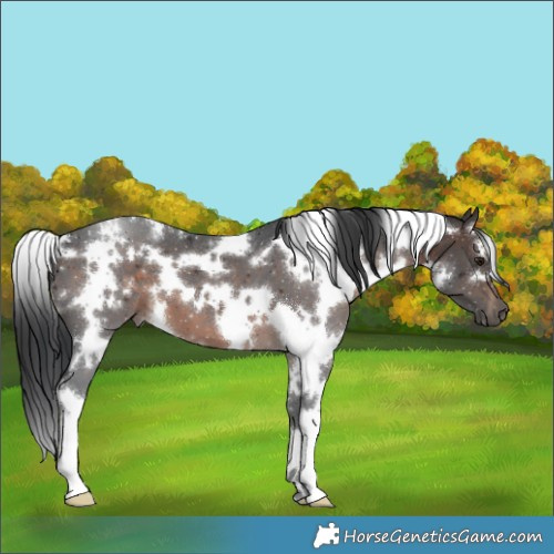 Horse Color:White Spotted Brown 