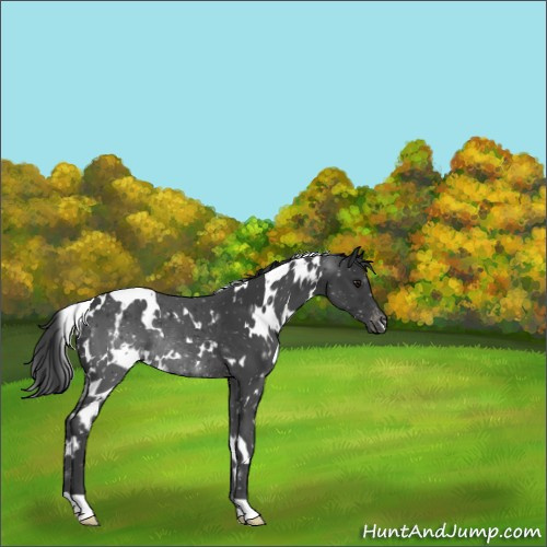 Horse Color:White Spotted Black Appaloosa Rabicano 