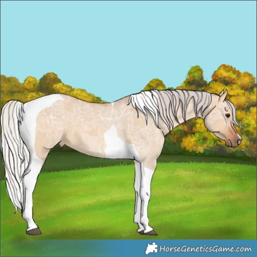 Horse Color:Silver Bay Ice Dun Tobiano 