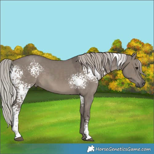 Horse Color:White Spotted Silver Grullo 