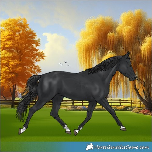 Horse Color:Black 