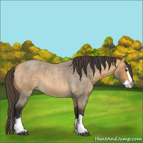 Horse Color:Buckskin Roan Splash 