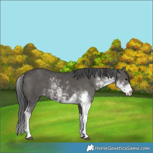 Horse Color:Grullo Sabino 