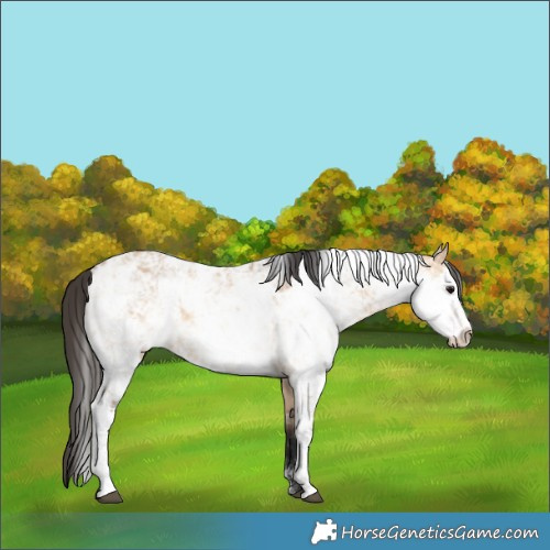 Horse Color:Bay Dun Sabino Rabicano 