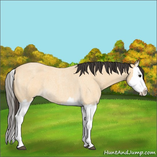 Horse Color:Buckskin Roan Splash 