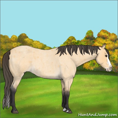 Horse Color:Buckskin Roan Splash 