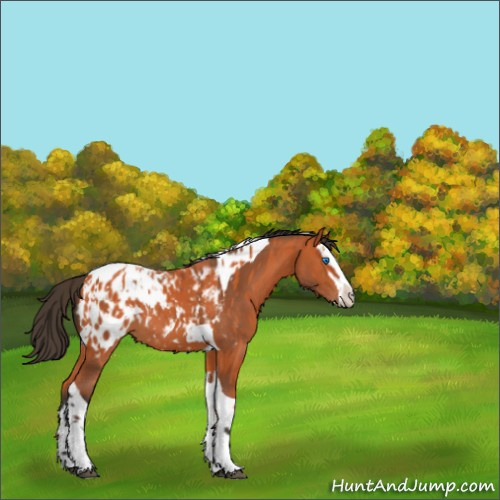 Horse Color:Bay Splash Tobiano Appaloosa  and Bay Splash Tobiano Appaloosa 