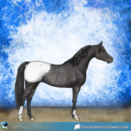 Horse Color:Black Appaloosa Rabicano 
